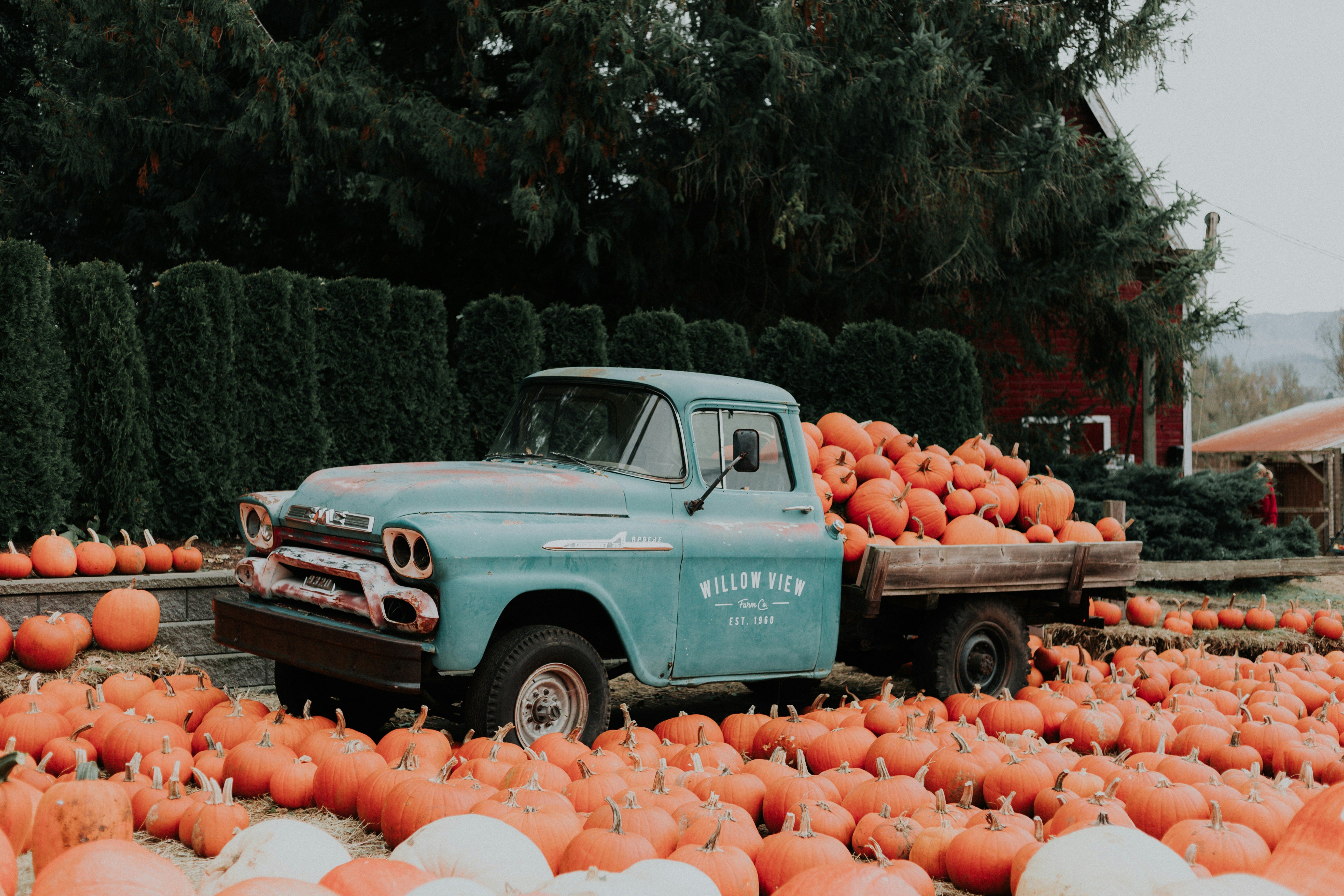 pumpkin patch