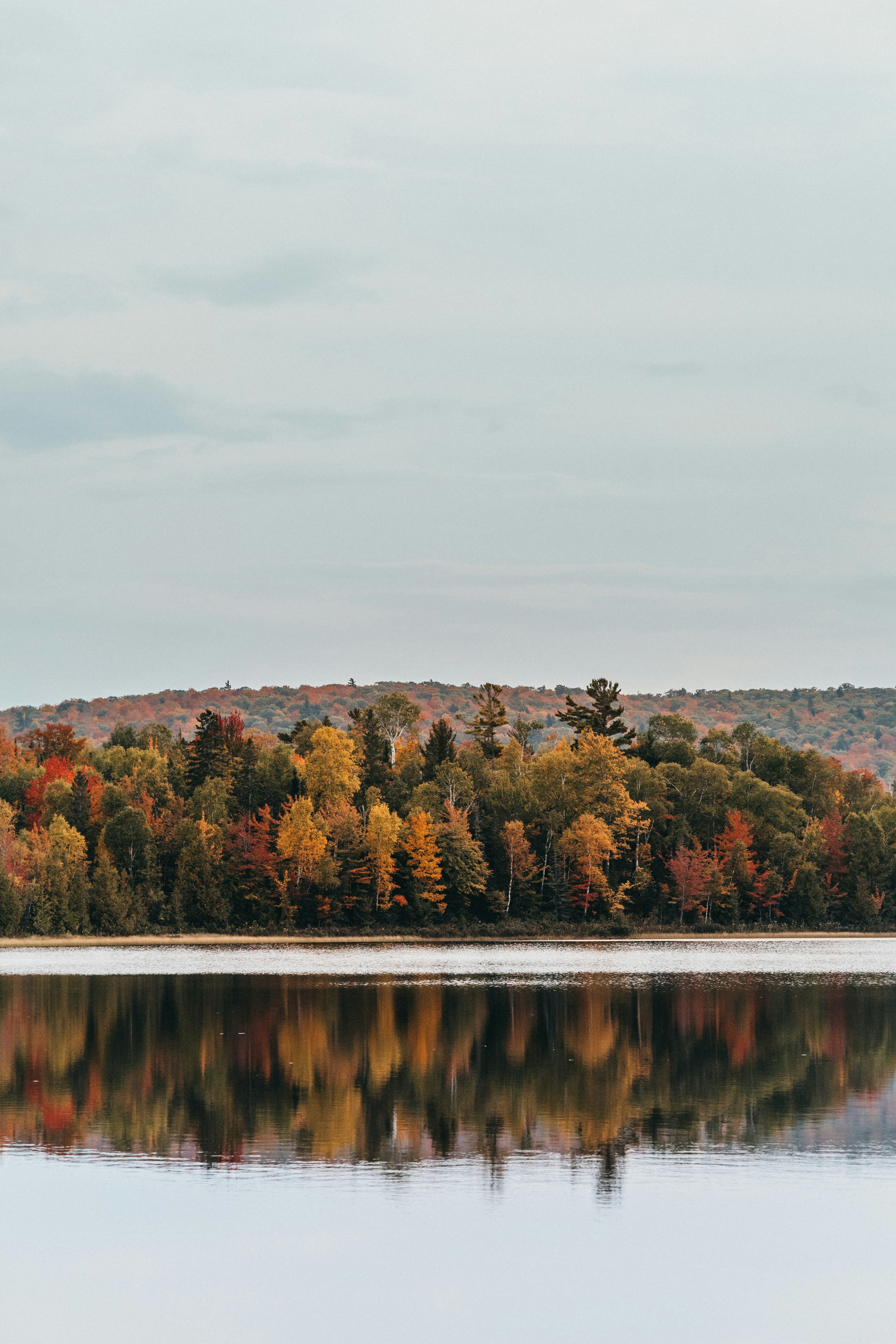 colorful fall forest